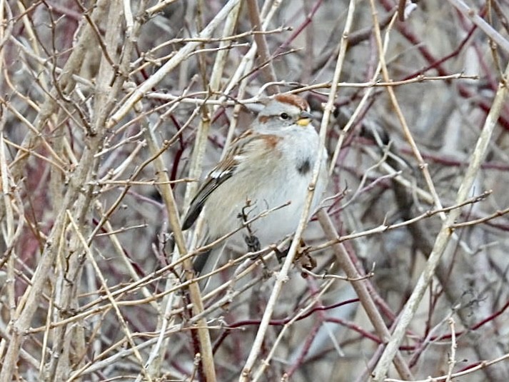American Tree Sparrow - ML646954696