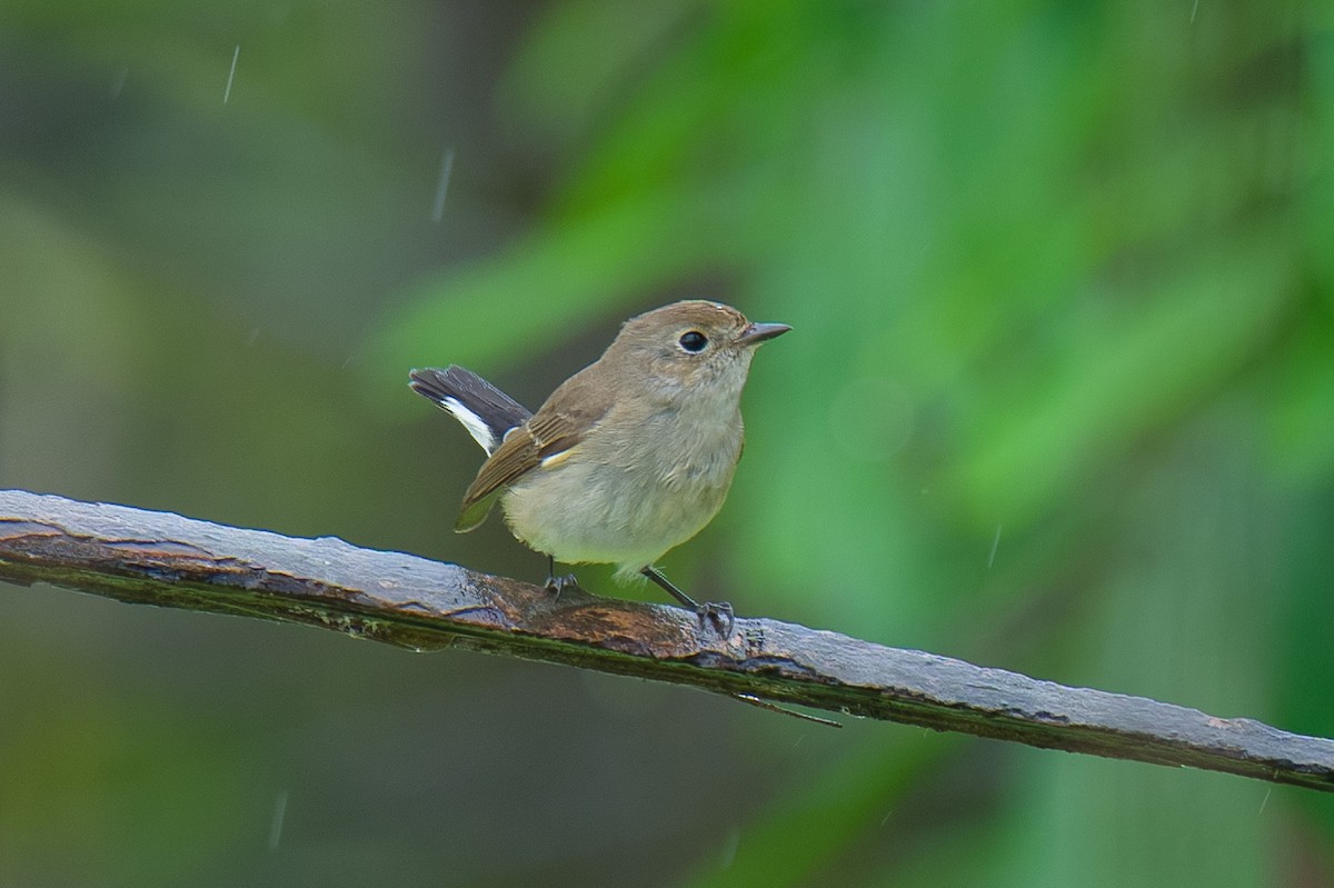 オジロビタキ - ML646954697