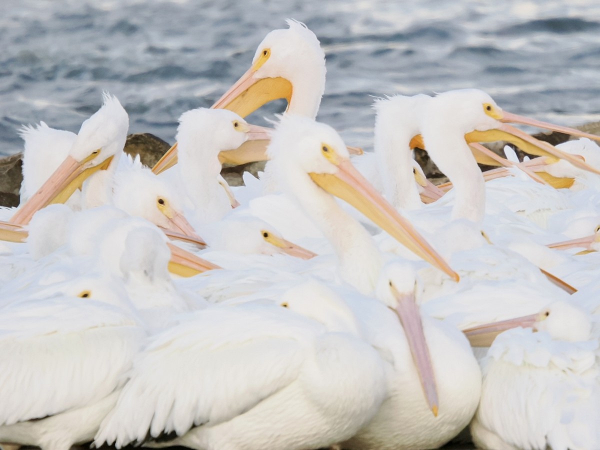 American White Pelican - ML646954702
