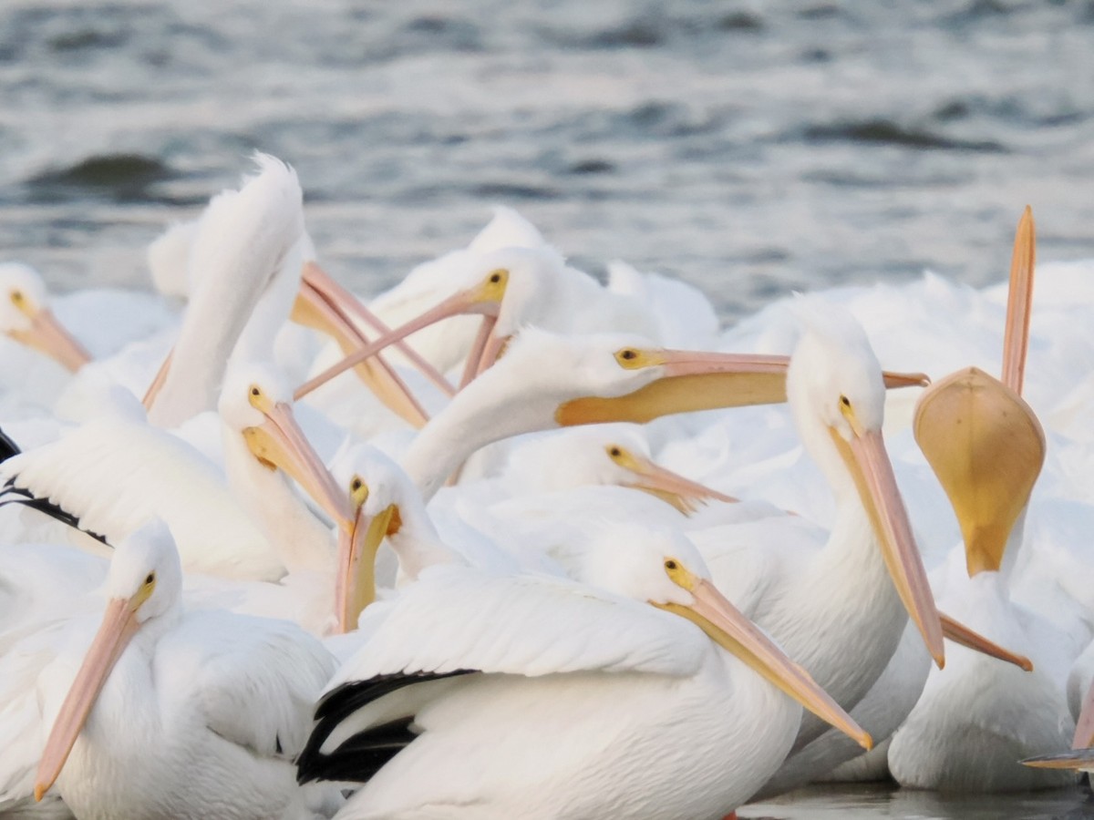 American White Pelican - ML646954703