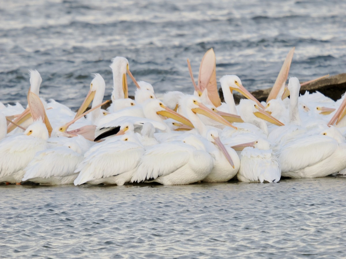 American White Pelican - ML646954704