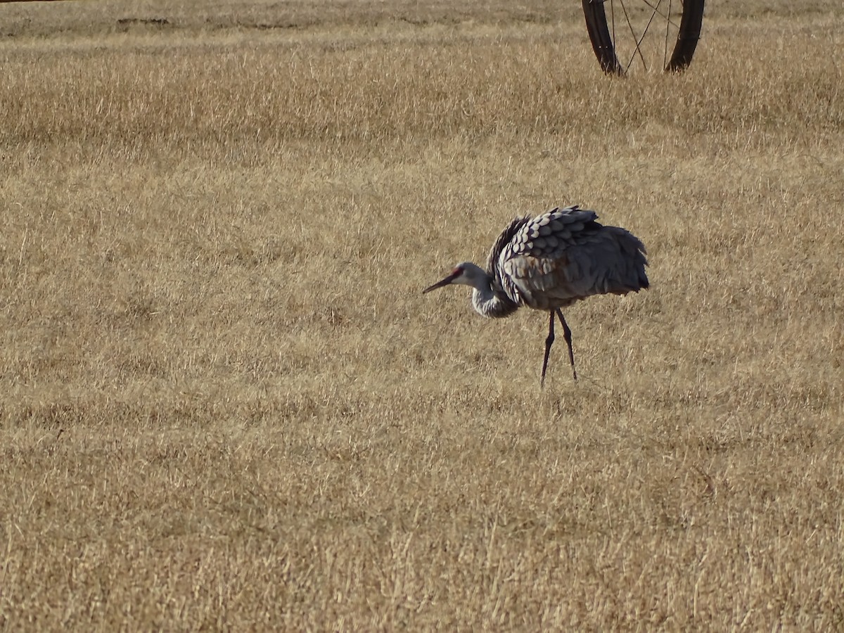 Журавель канадський - ML646954705