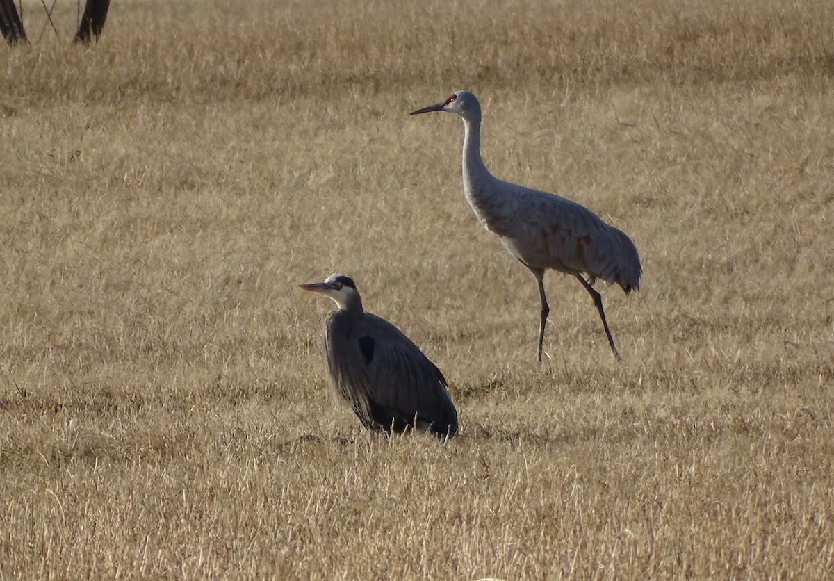 Журавель канадський - ML646954706