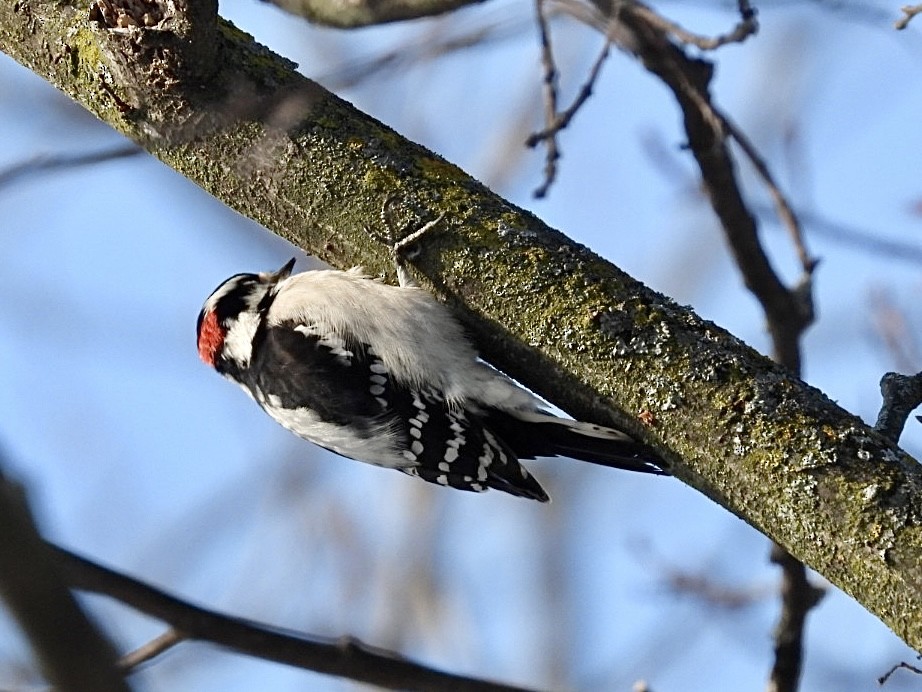 Downy Woodpecker - ML646954707