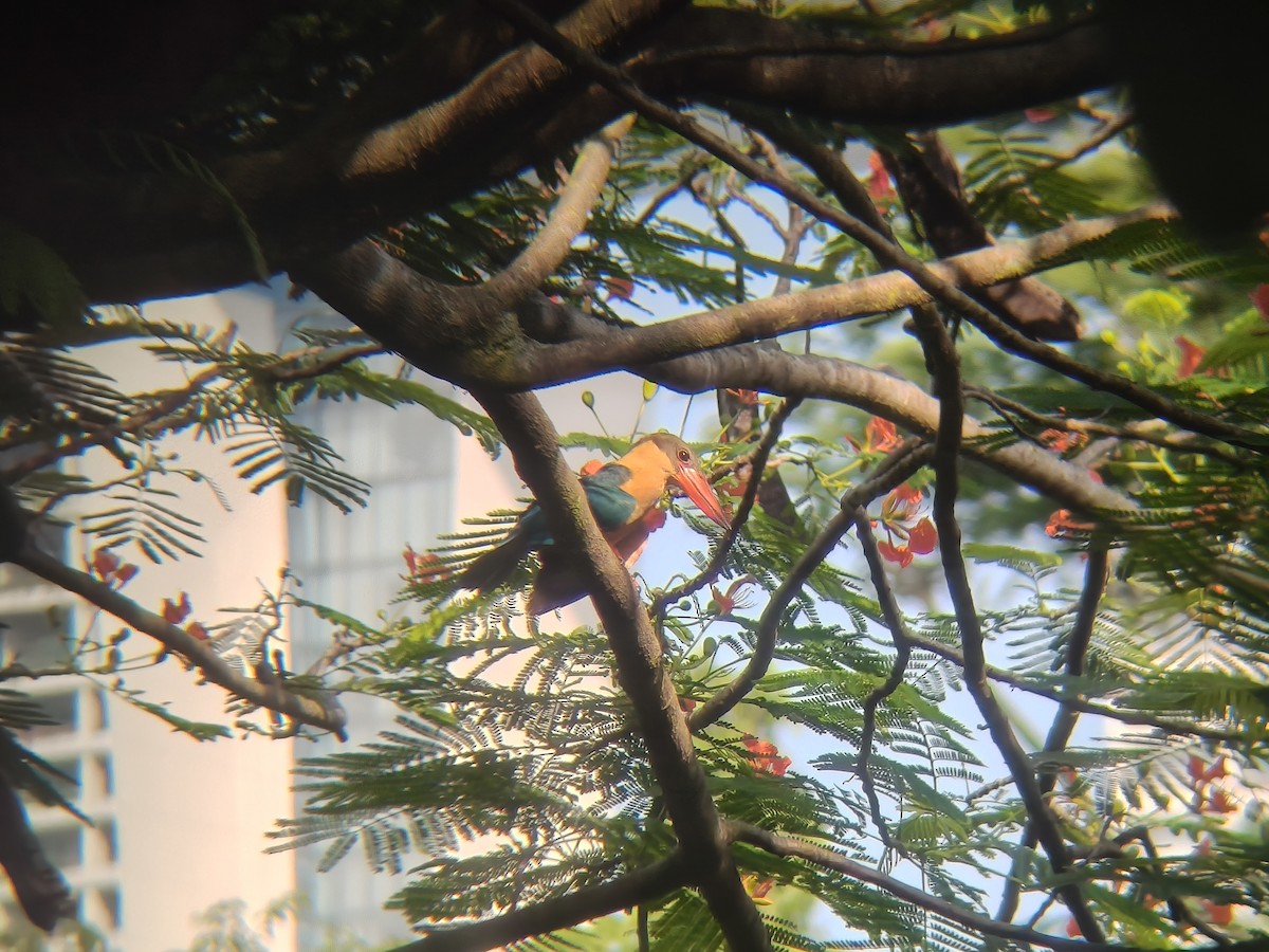 Аистоклювый гуриал - ML646954708