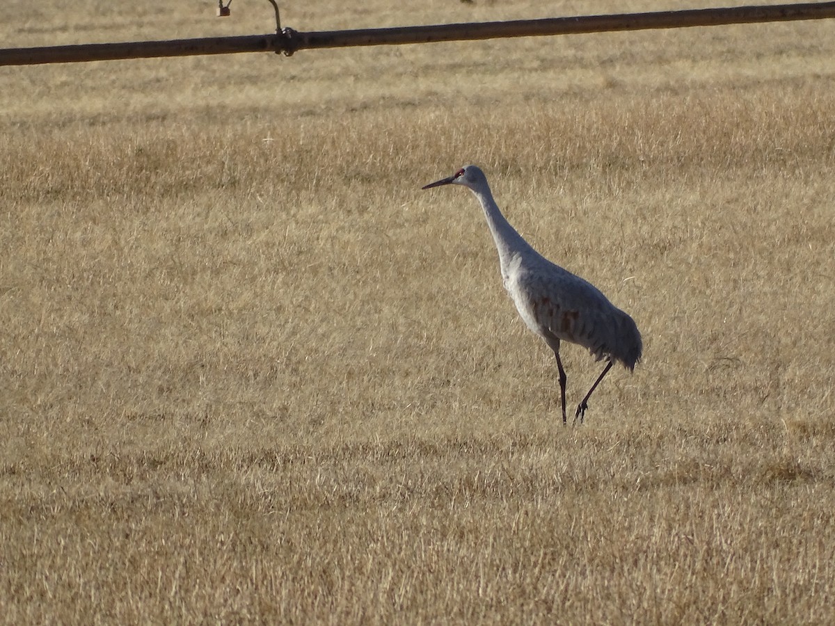 Журавель канадський - ML646954709