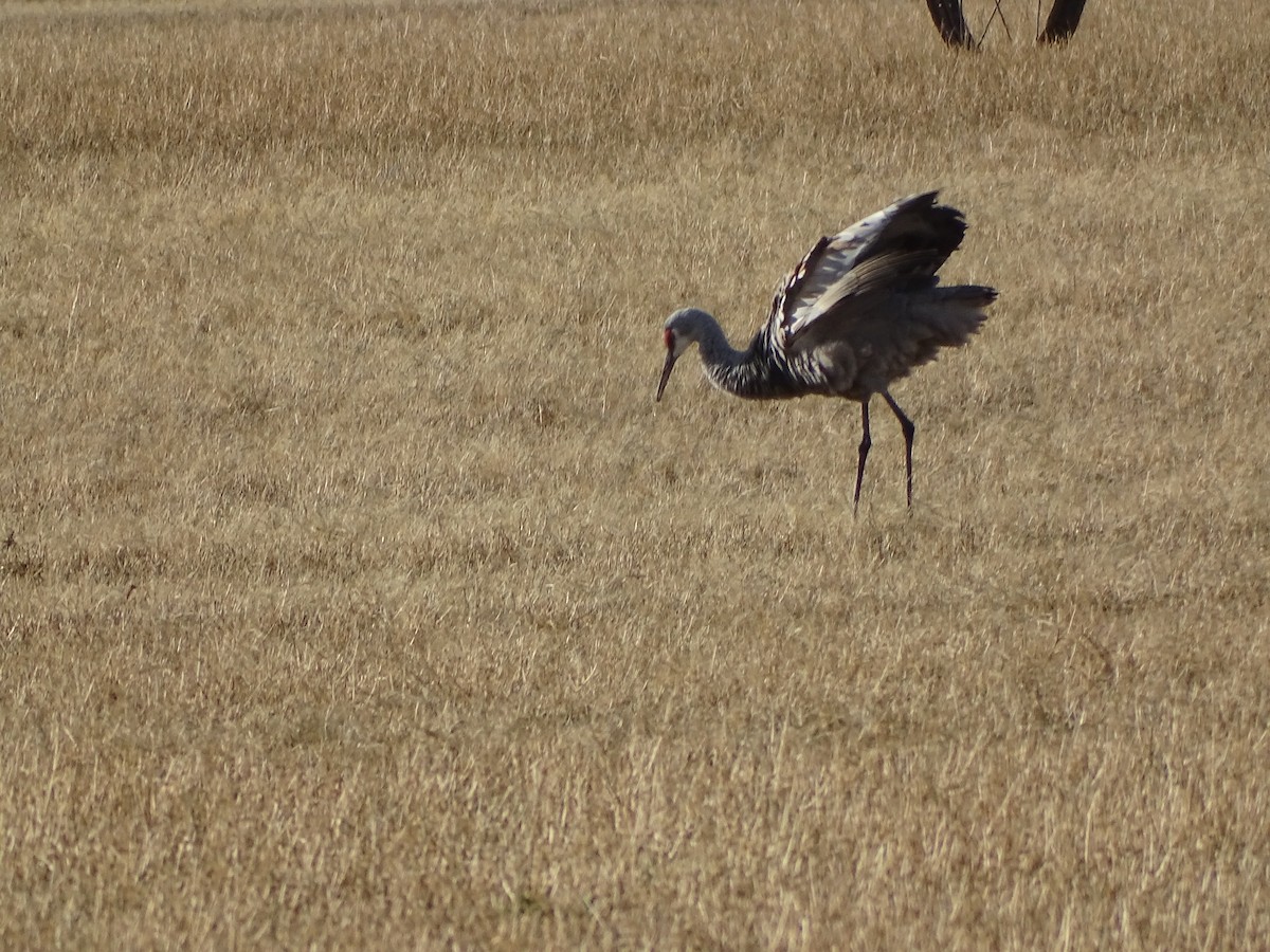 Журавель канадський - ML646954710