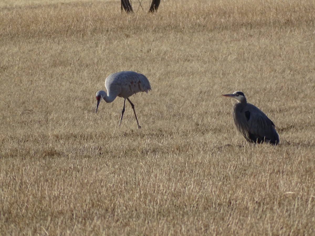 Журавель канадський - ML646954711