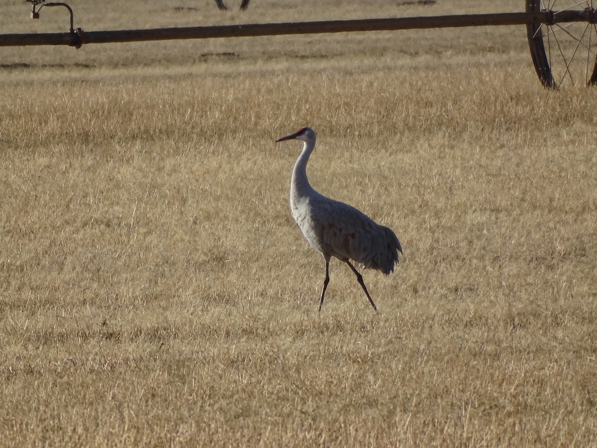 Журавель канадський - ML646954712