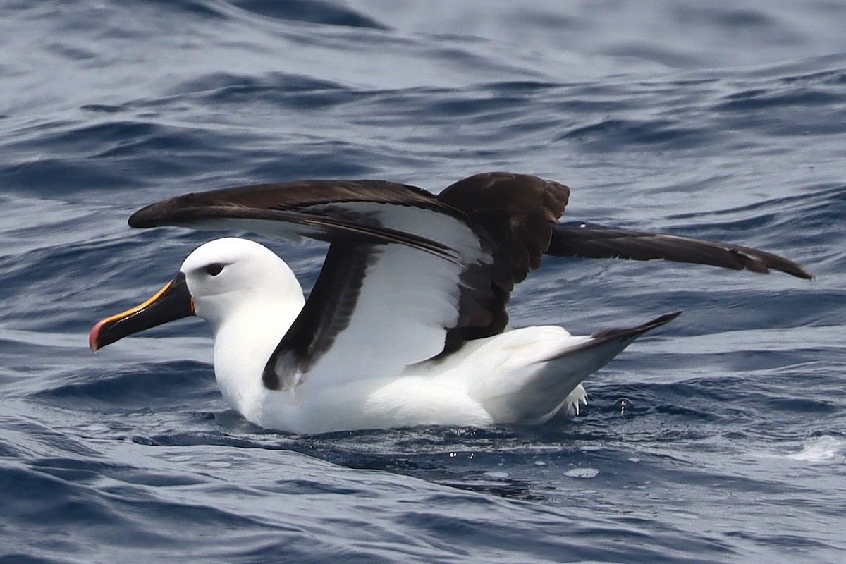 Indian Yellow-nosed Albatross - ML646954713