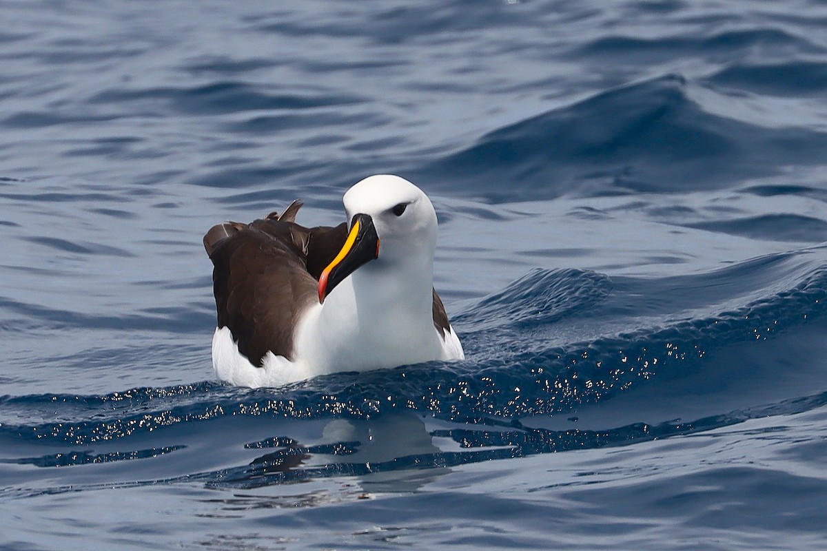 Indian Yellow-nosed Albatross - ML646954714