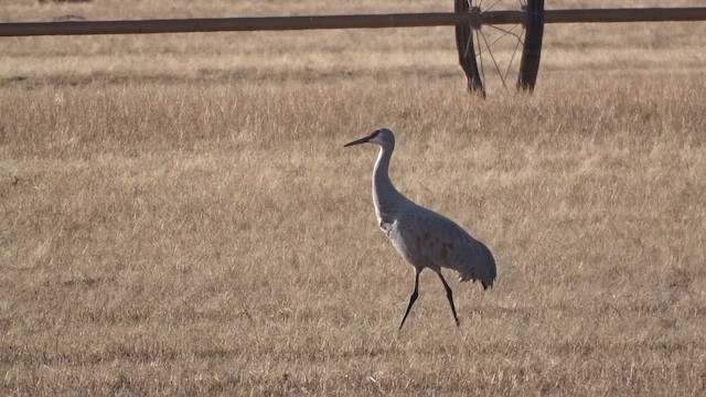 Sandhill Crane - ML646954715