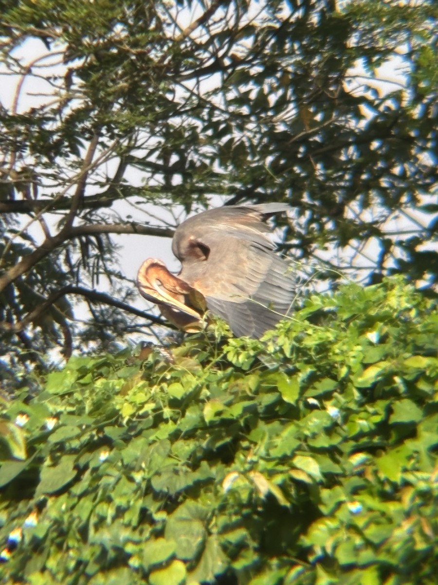 Purple Heron - ML646954725