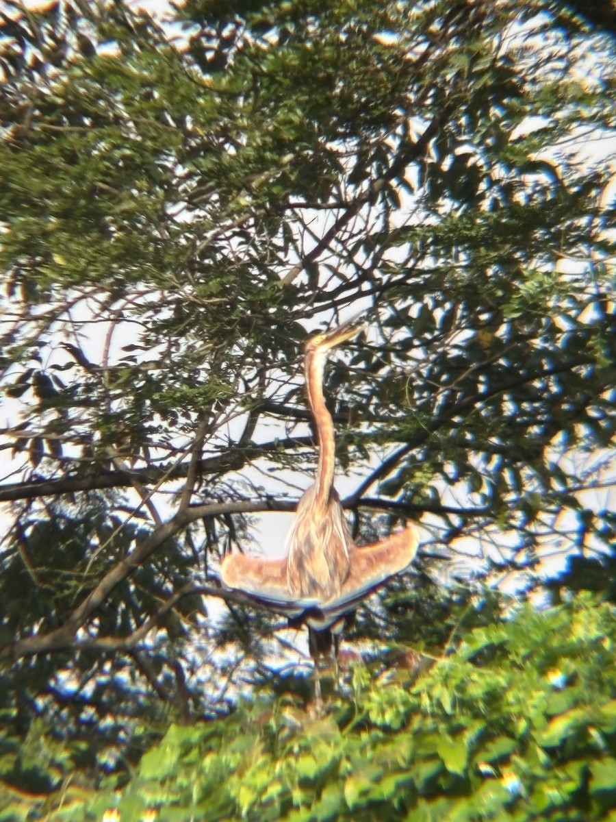 Purple Heron - ML646954726