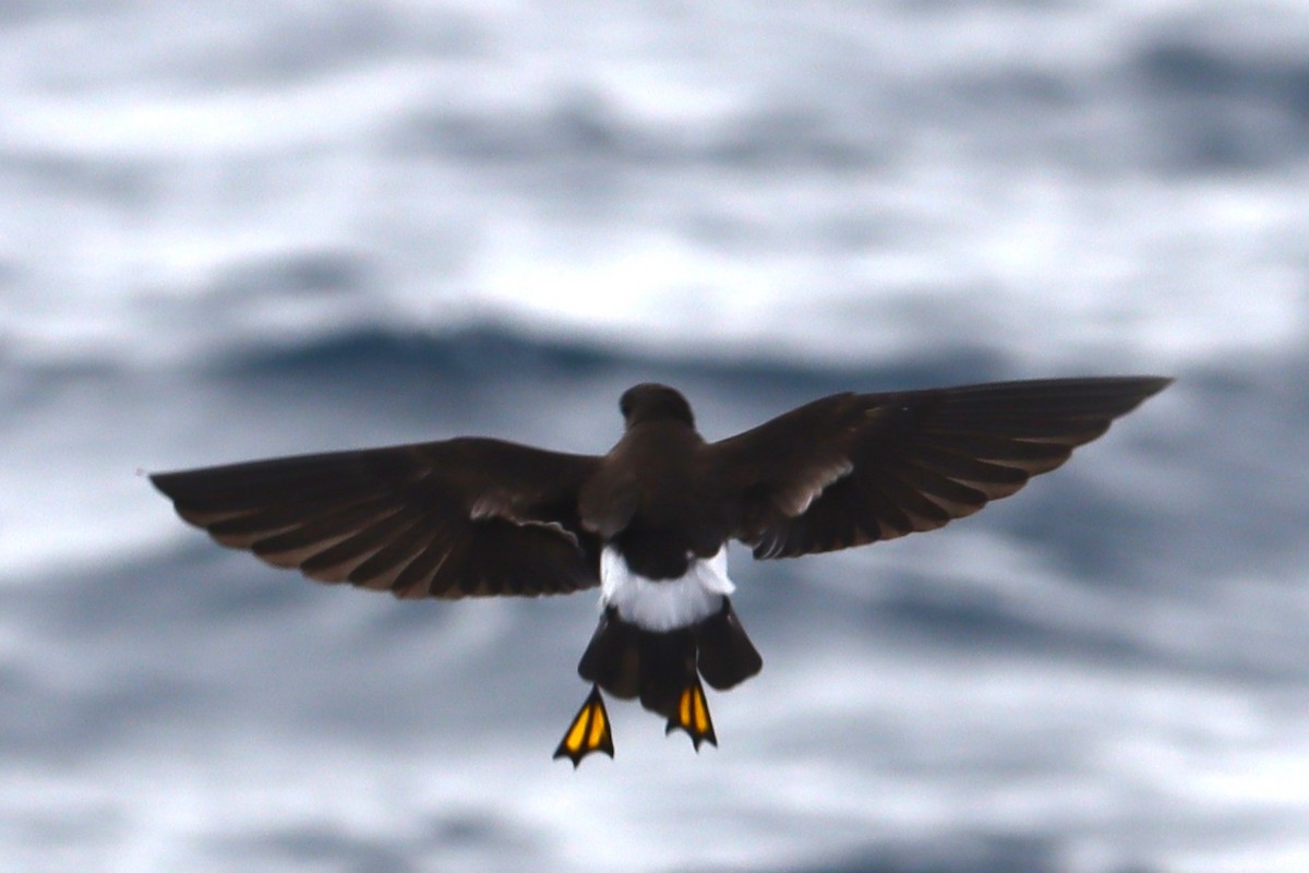 Wilson's Storm-Petrel - ML646954727