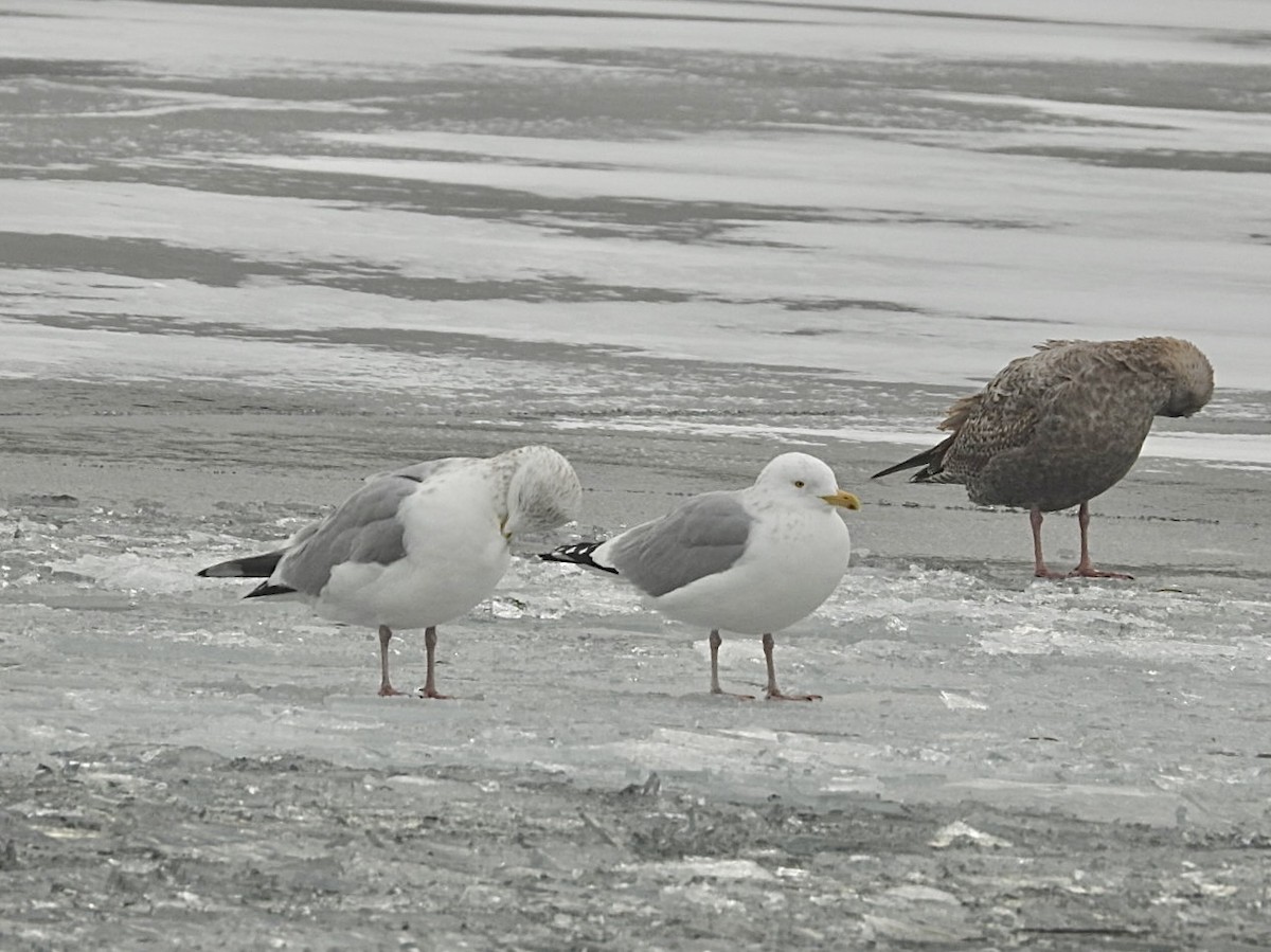 American Herring Gull - ML646954733