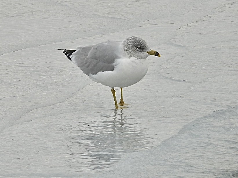 Ring-billed Gull - ML646954734