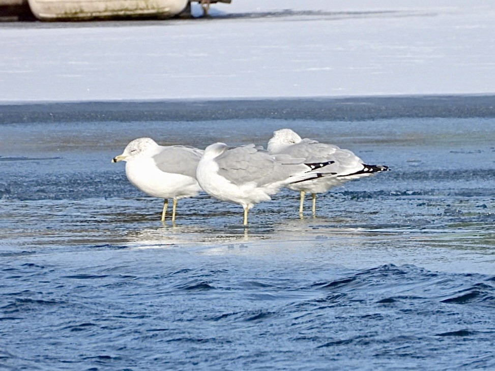 Ring-billed Gull - ML646954735