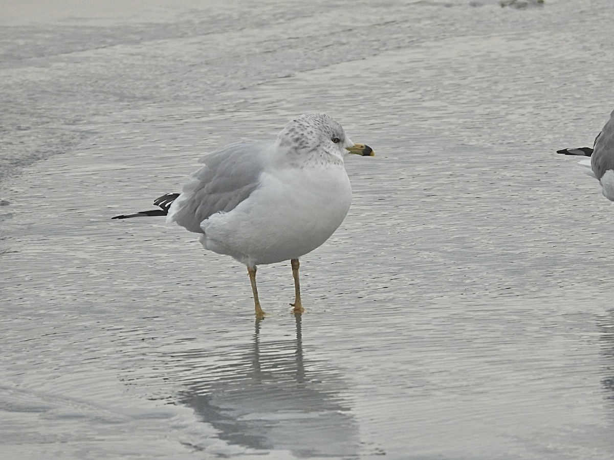 Ring-billed Gull - ML646954736