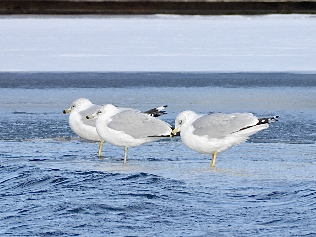Ring-billed Gull - ML646954737