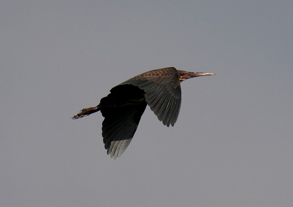 タカサゴクロサギ - ML646954739