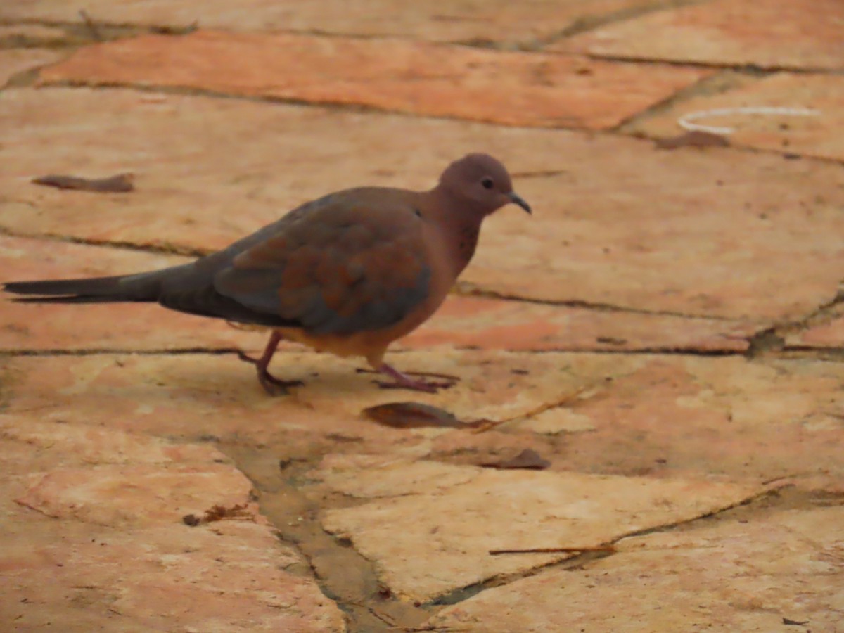 צוצלת - ML646954742