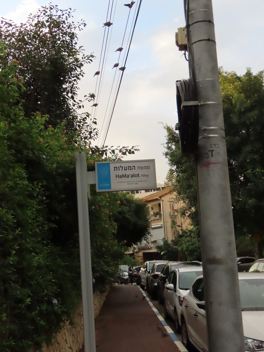 צוצלת - ML646954743