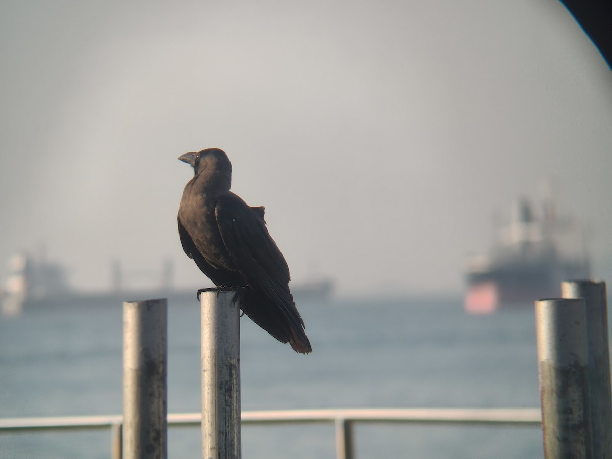 House Crow - ML646954744