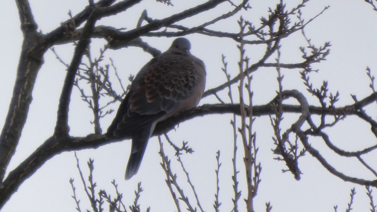 Oriental Turtle-Dove - ML646954745