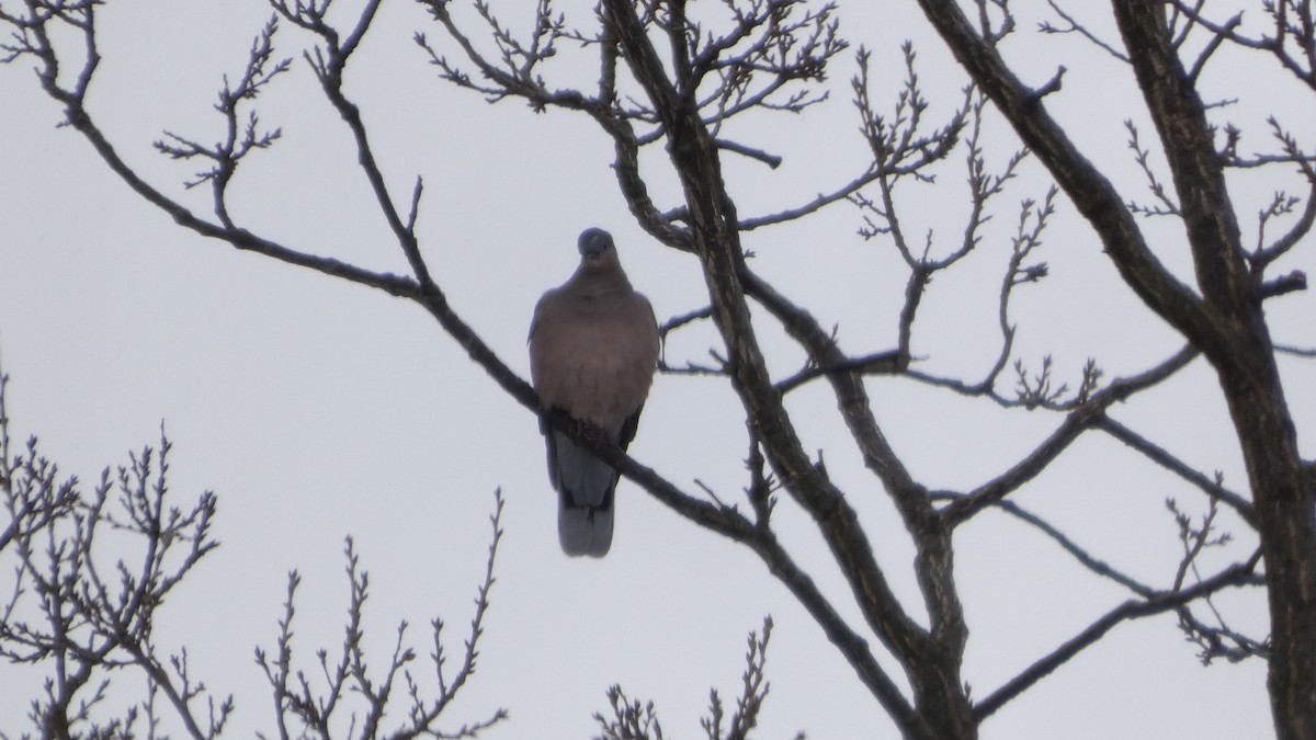 mongolturteldue - ML646954747