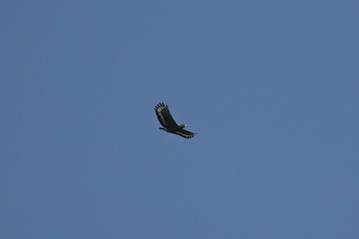 Хохлатый змееяд - ML646954751