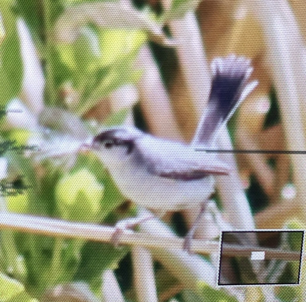Black-tailed Gnatcatcher - ML646954752