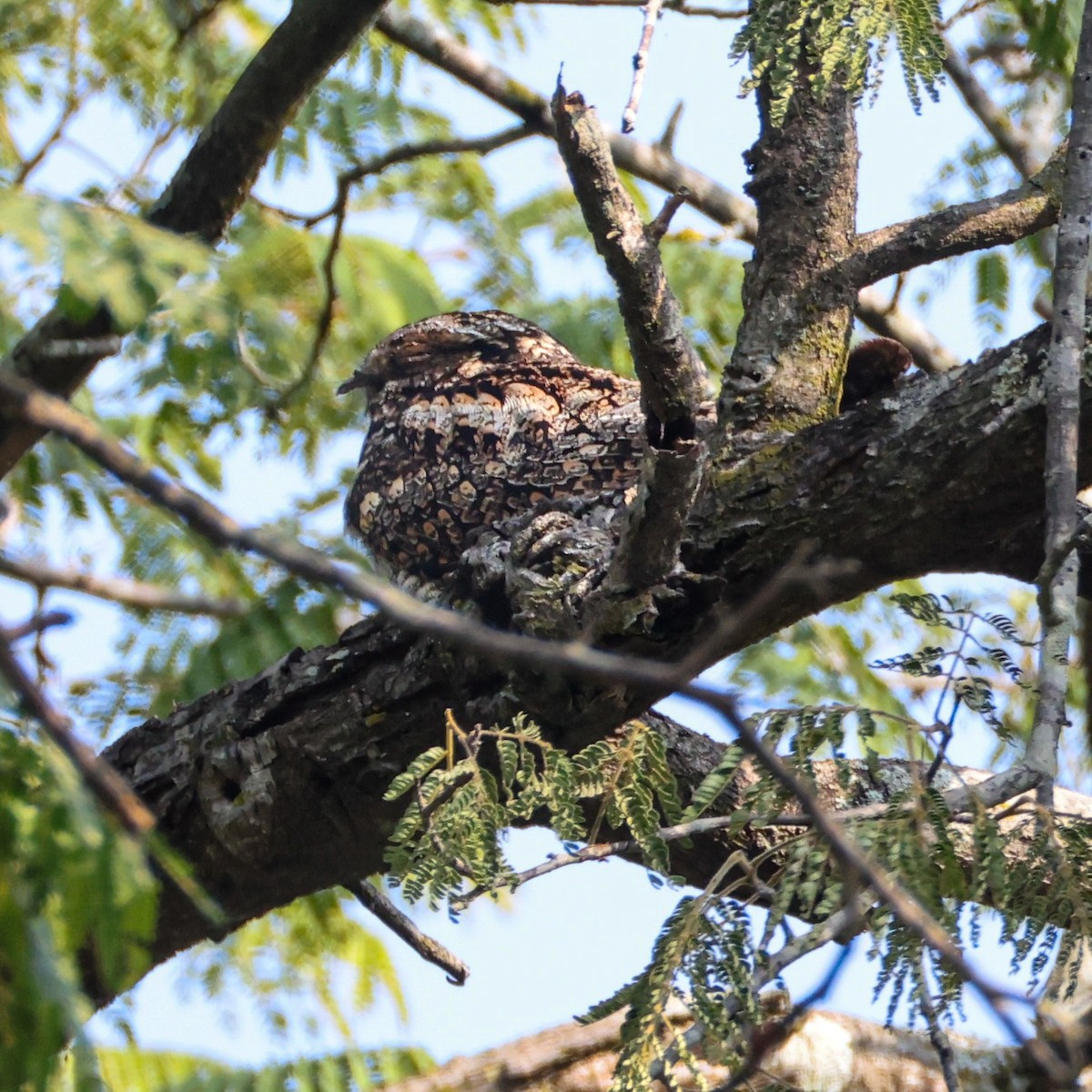 indianattravn - ML646954753