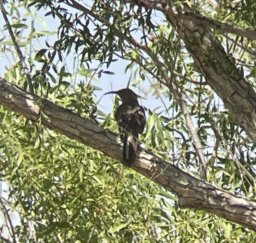 Crissal Thrasher - ML646954760