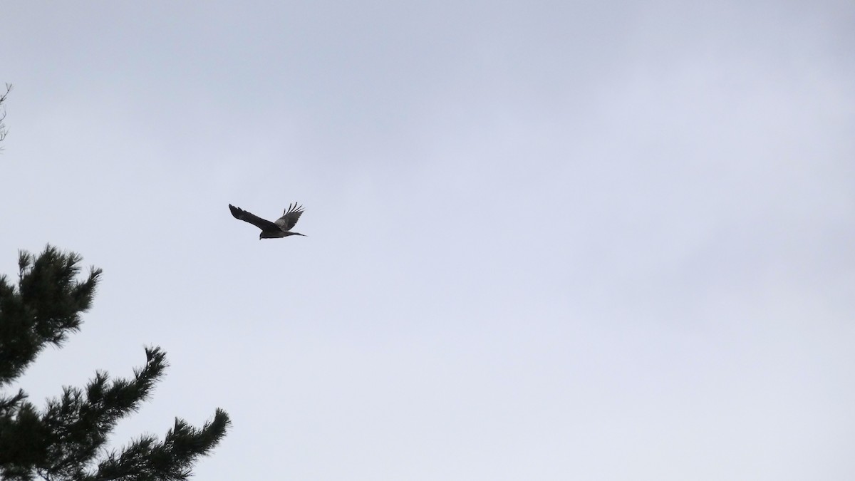 svartglente - ML646954761