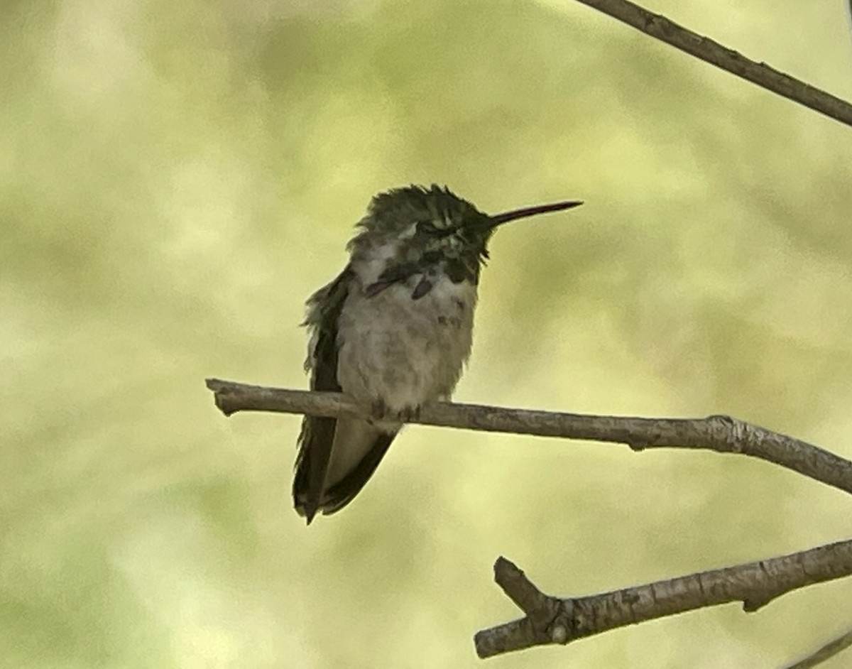 Costa's Hummingbird - ML646954762