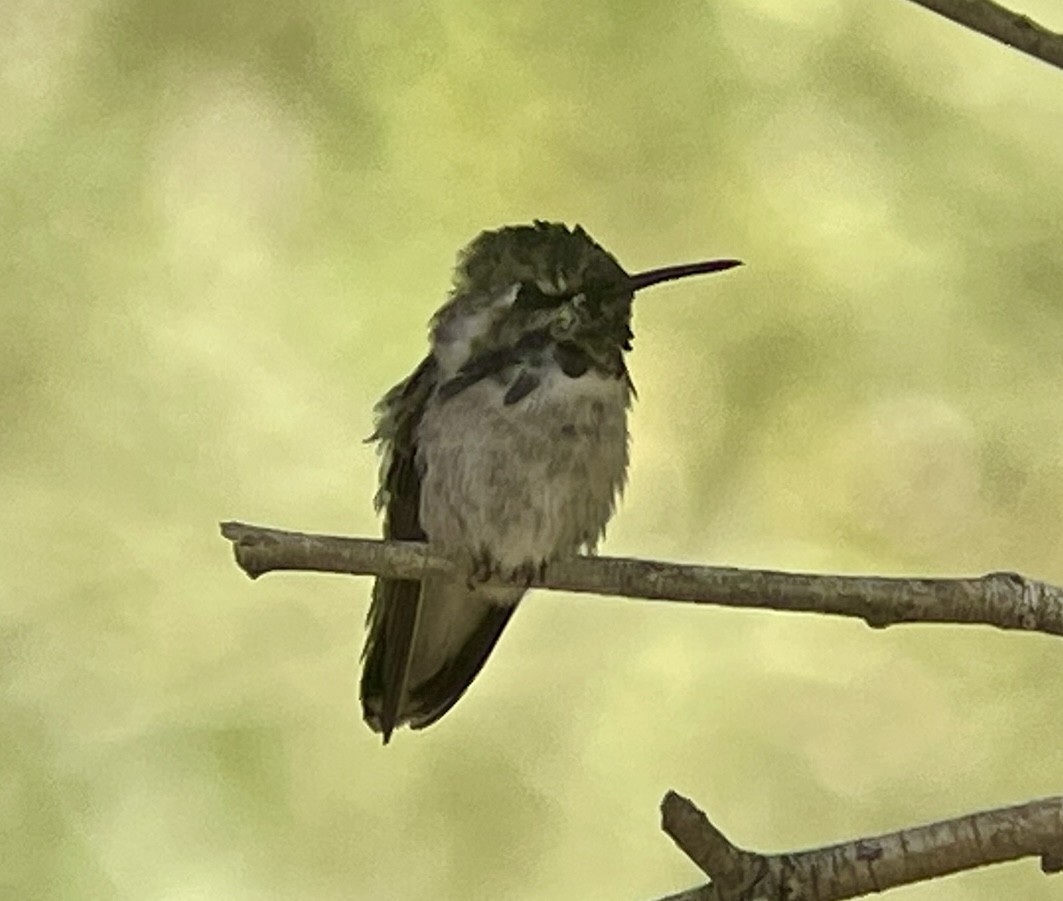 Costa's Hummingbird - ML646954763