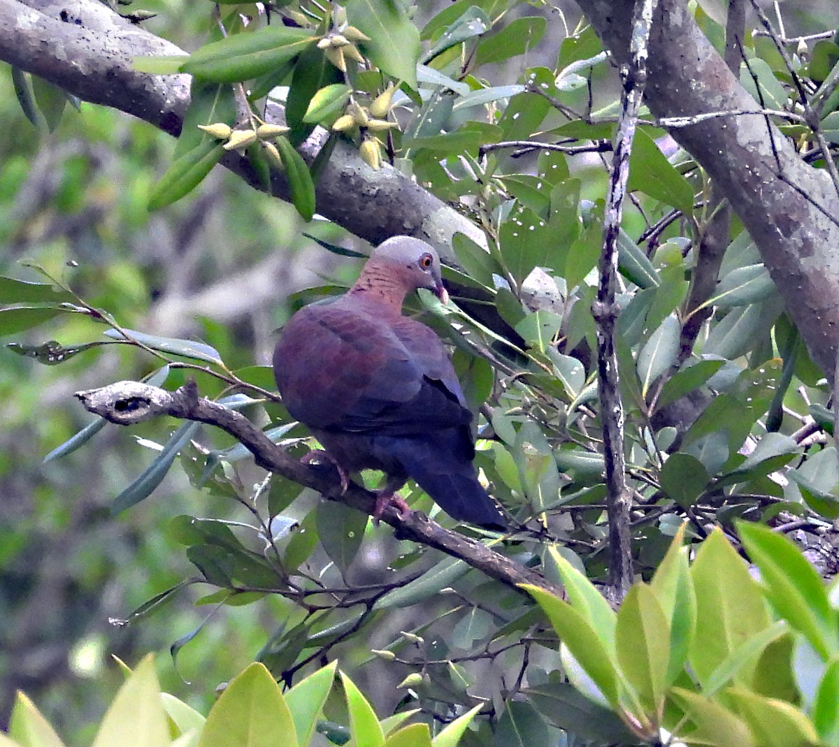 Pale-capped Pigeon - ML646954765
