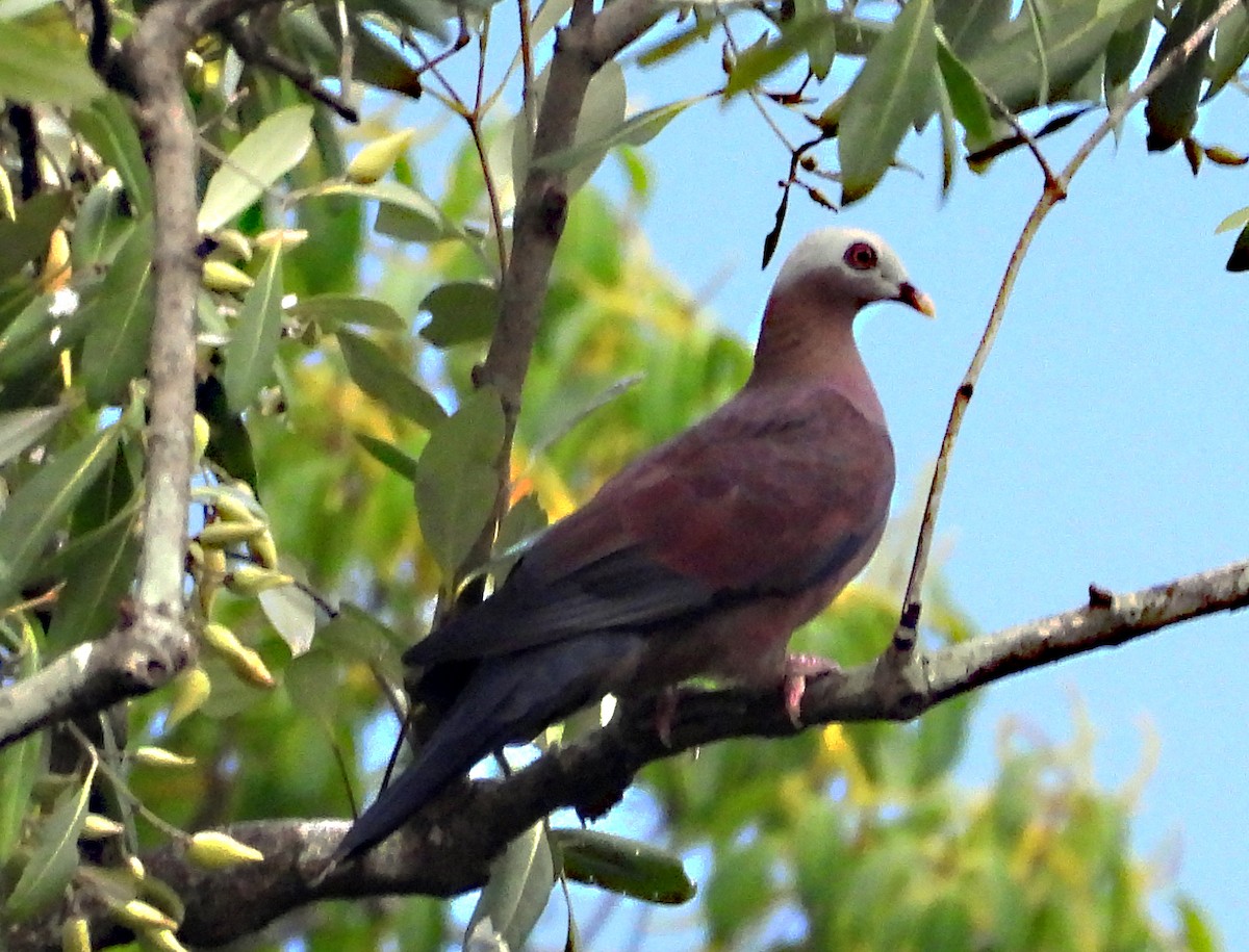 Pale-capped Pigeon - ML646954766