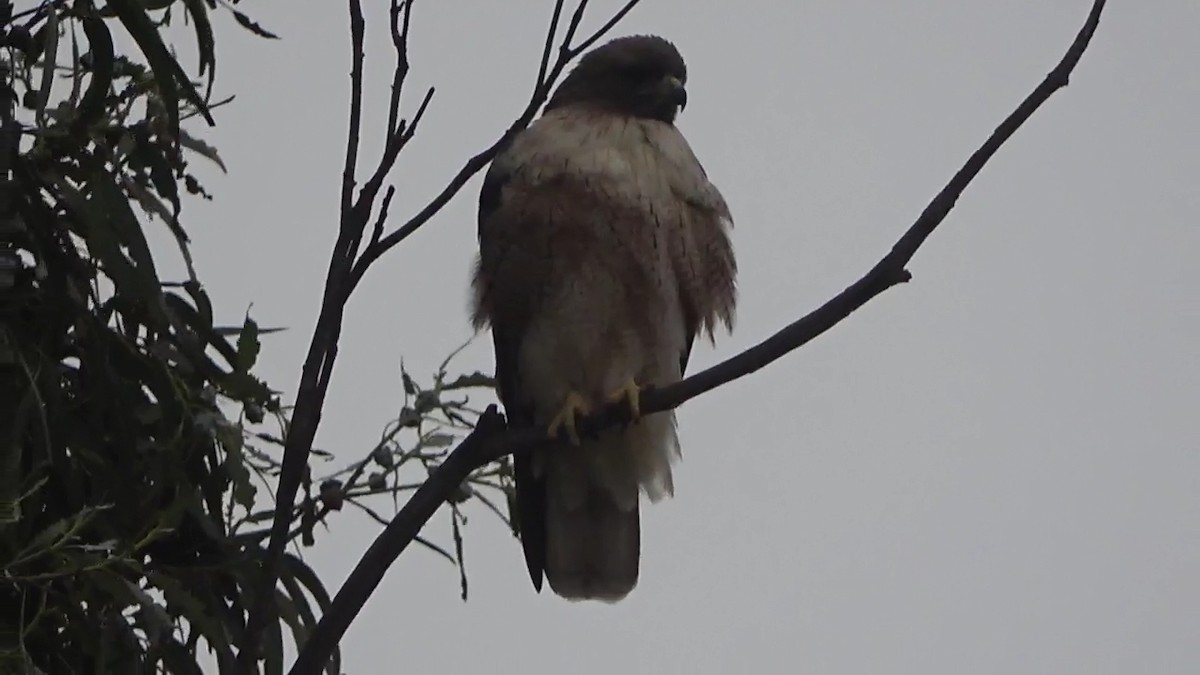 Red-tailed Hawk - ML646954767