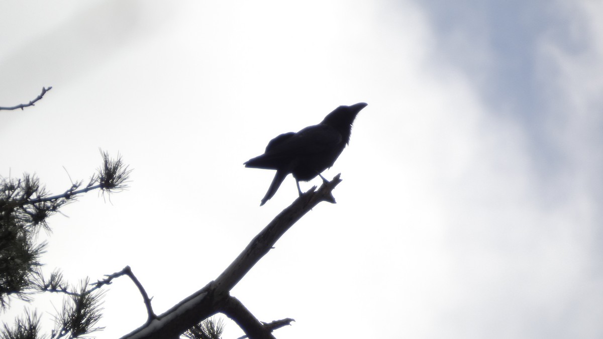 vrána černá - ML646954768