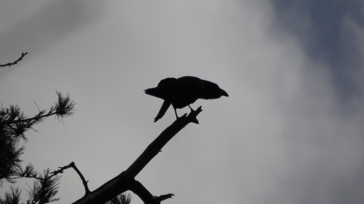 vrána černá - ML646954769