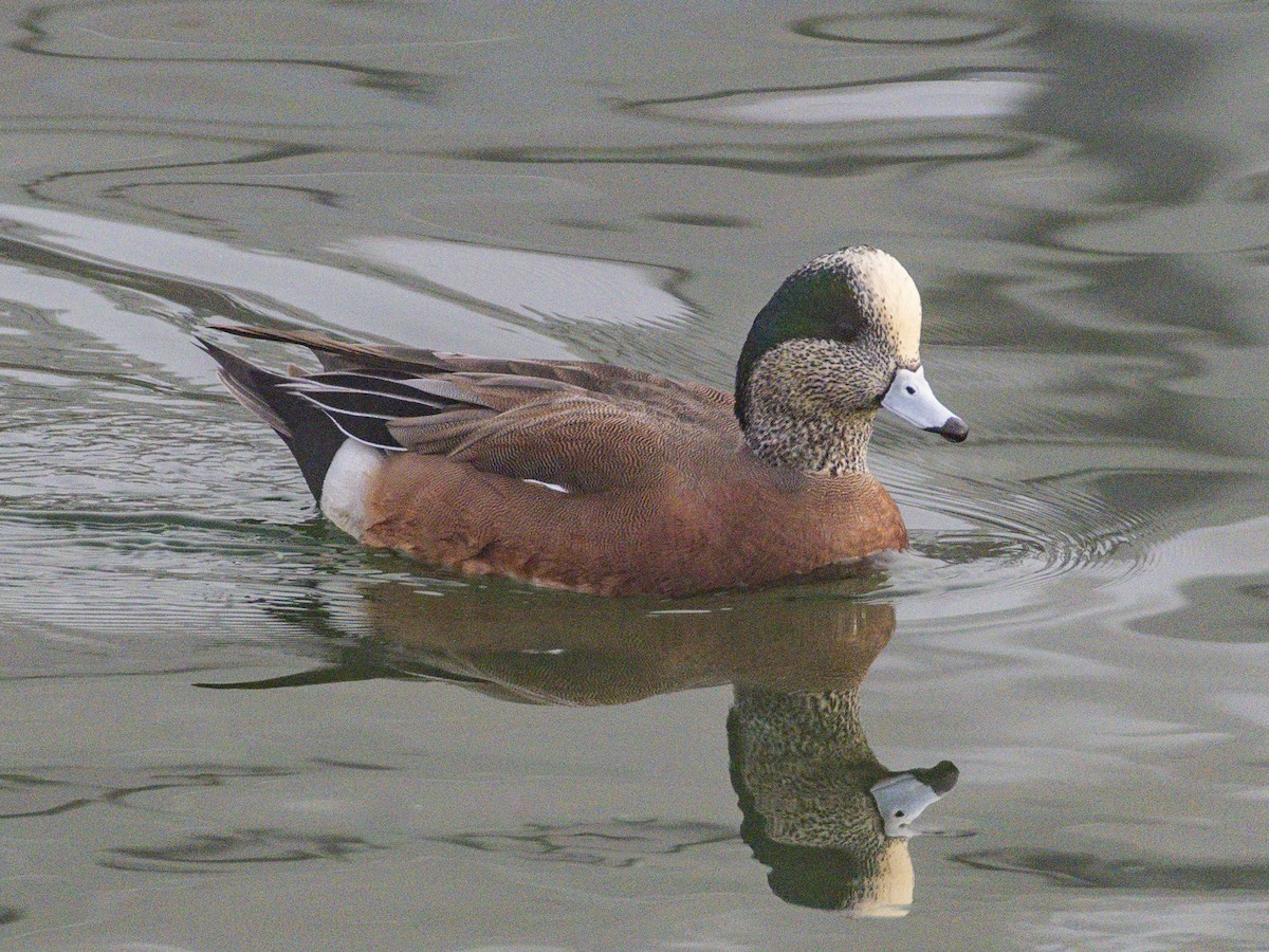 American Wigeon - ML646954770