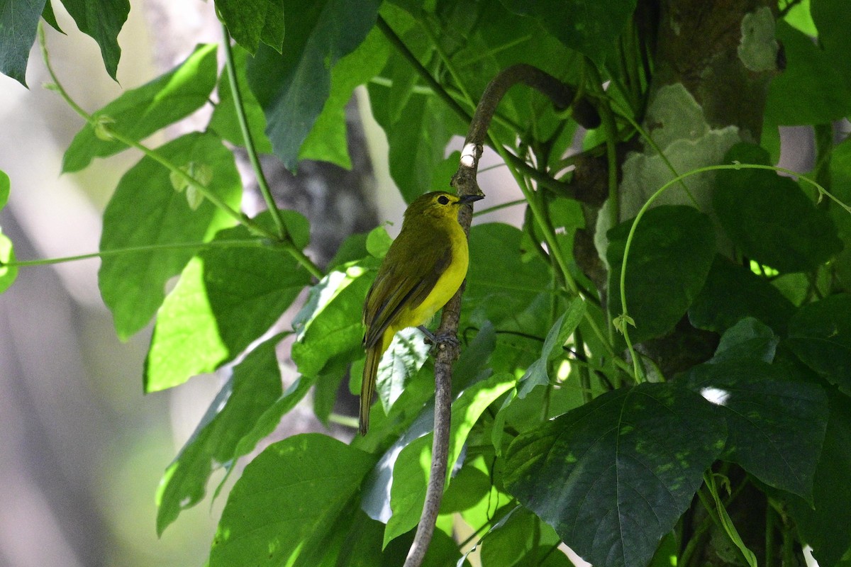 Yellow-browed Bulbul - ML646954772