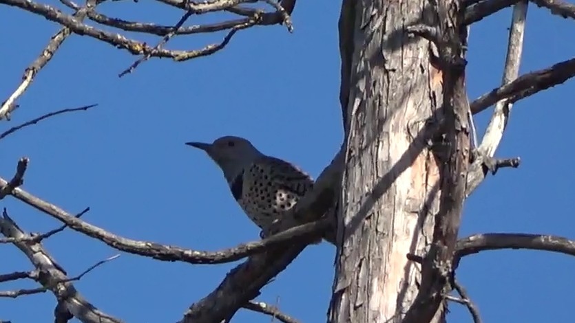 Northern Flicker - ML646954773