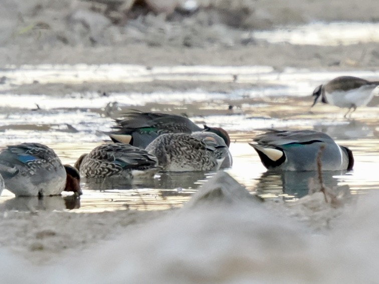 Green-winged Teal - ML646954780