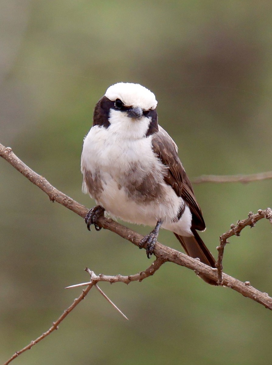 White-rumped Shrike - ML646954782