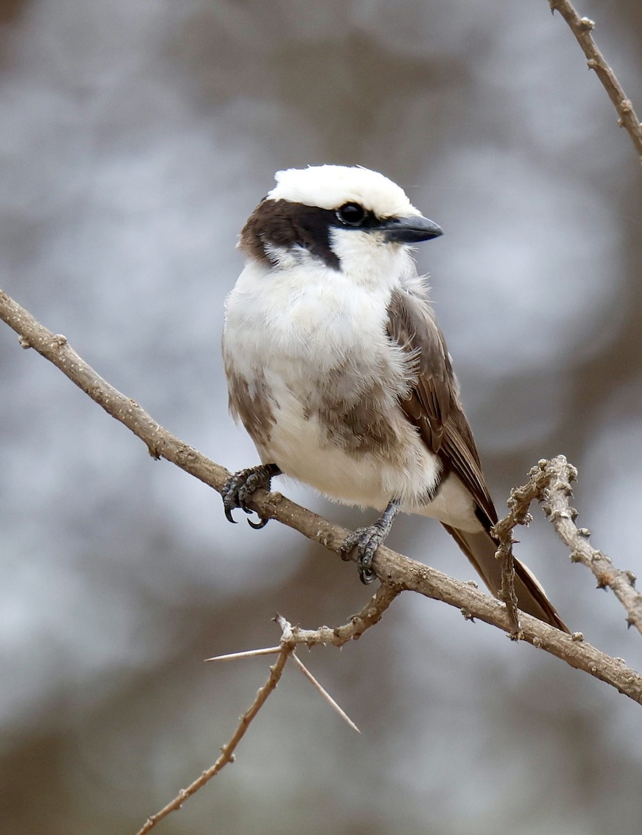 White-rumped Shrike - ML646954783