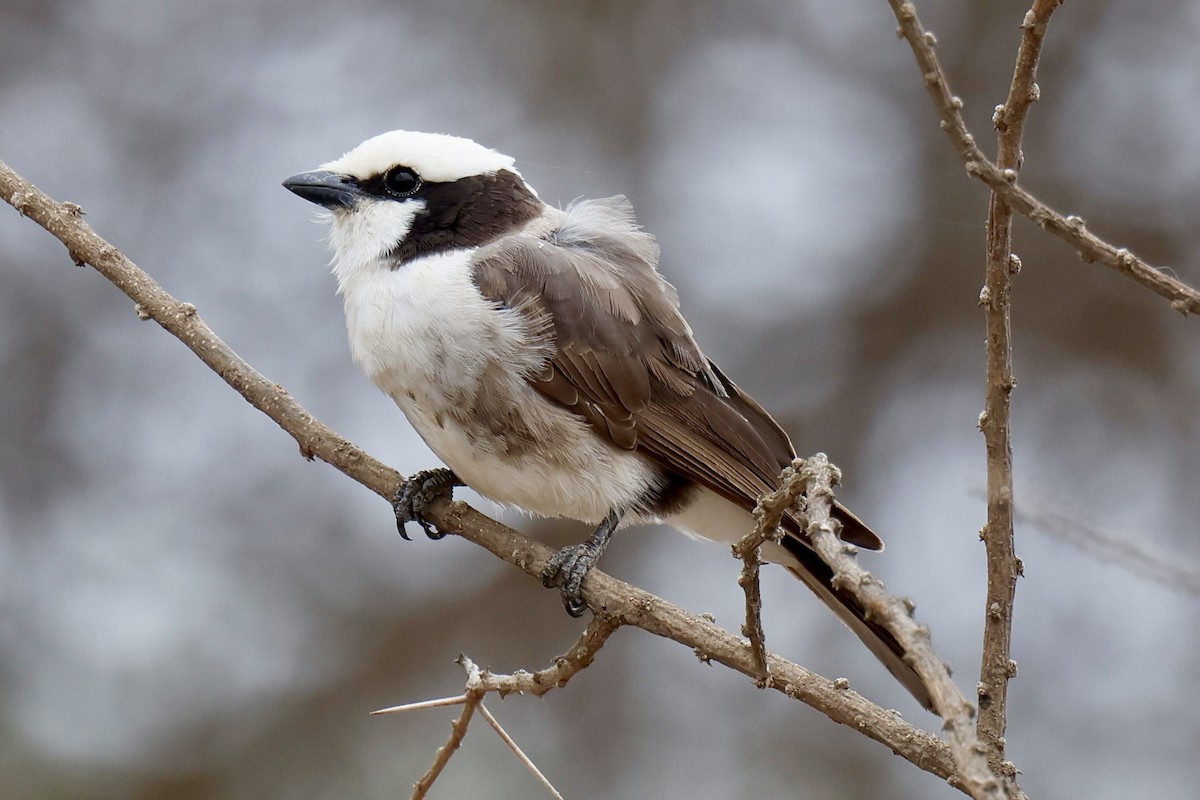 White-rumped Shrike - ML646954784