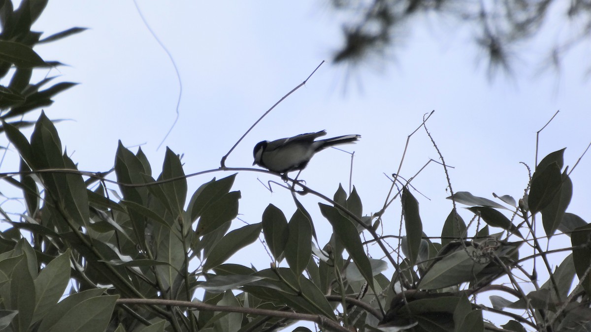 Asian Tit - ML646954785